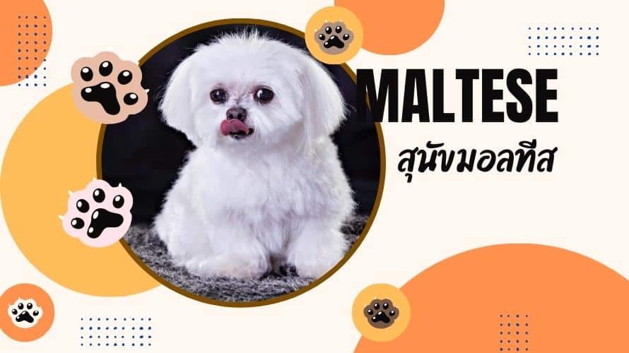 มอลทีส หรือสุนัขมอลทีส (maltese dog)