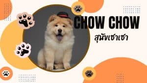 เชาเชา หรือสุนัขเชาเชา (chow chow dog)