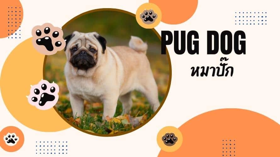 สุนัขปั๊ก หรือ หมาปั๊ก (Pug Dog)