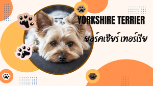 ยอร์คเชียร์ เทอร์เรีย(Yorkshire Terrier)