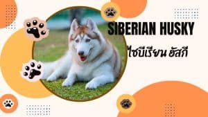 ไซบีเรียน ฮัสกี(Siberian Husky)
