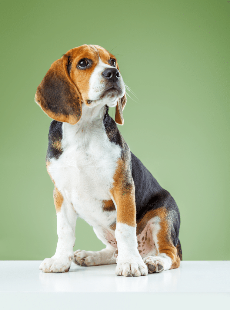 สุนัขบีเกิ้ล(beagle)