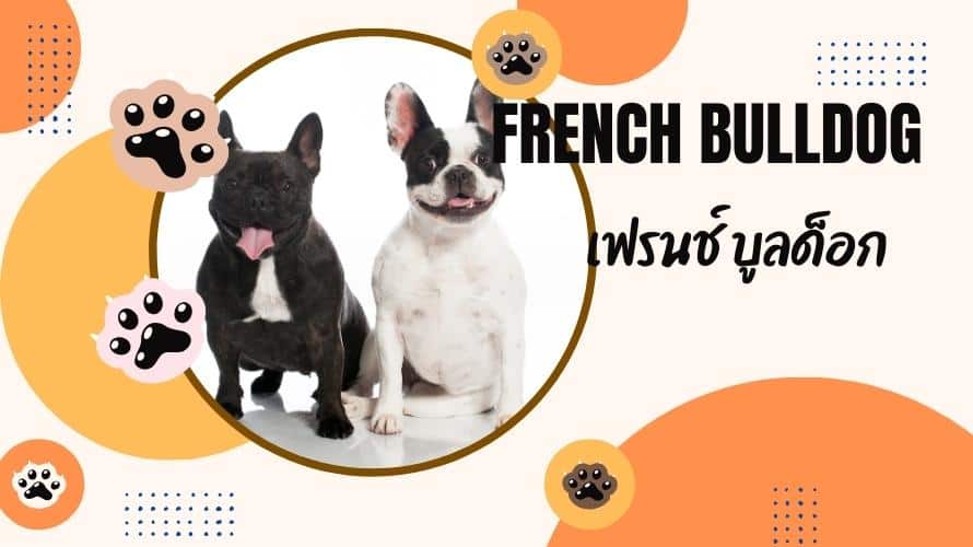 เฟรนช์ บูลด็อก (French Bulldog)