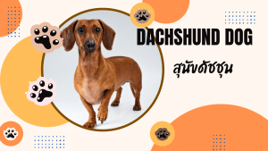 ดัชชุน(dachshund dog)
